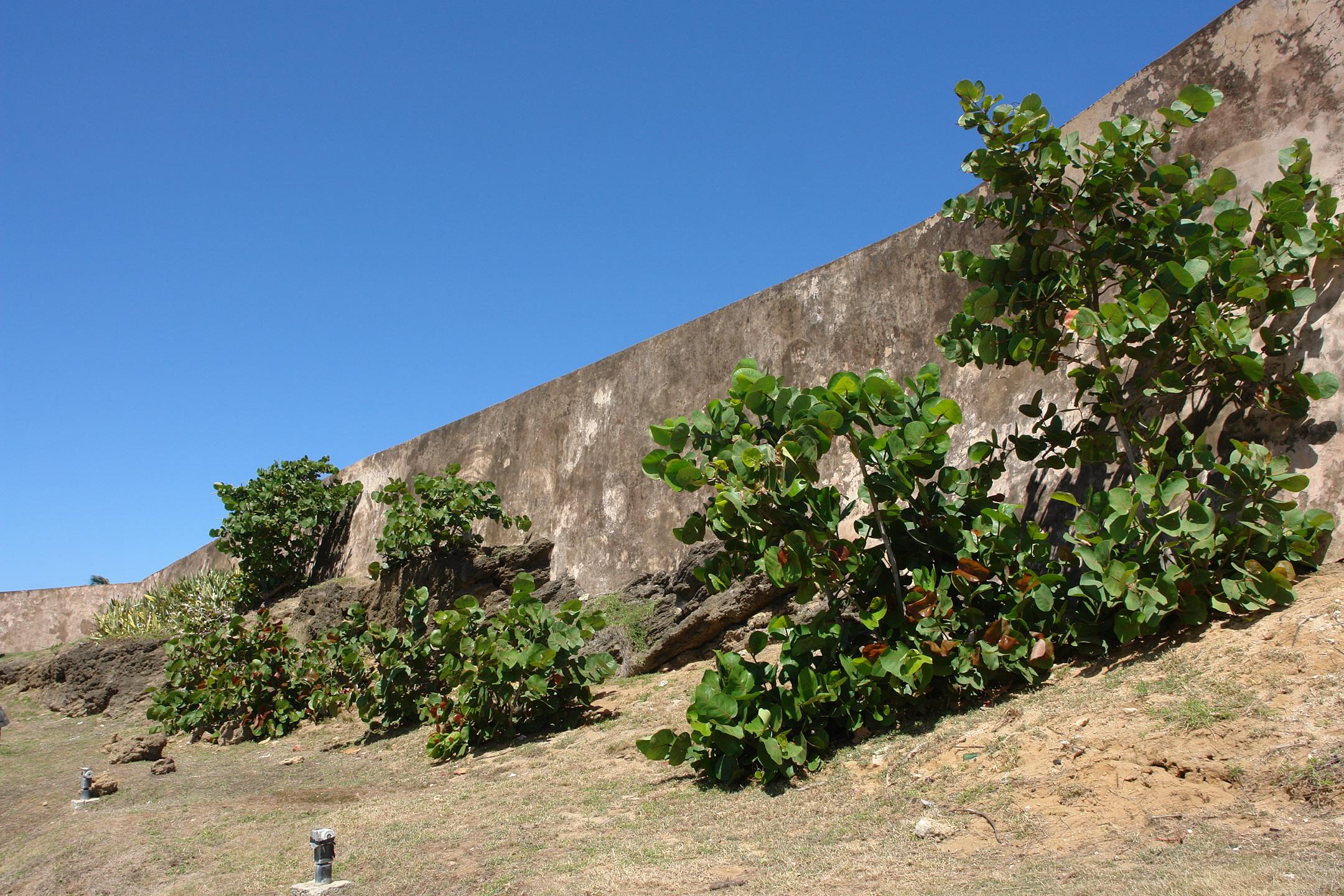 Batería del Escambrón - San Juan (Puerta de Tierra) - 2011 00014